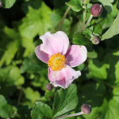 Sasanka japonská 'Richard Ahrens' - Anemone hupehensis 'Richard Ahrens'