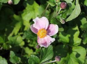 Sasanka hupejská 'Richard Ahrens' - Anemone hupehensis 'Richard Ahrens'