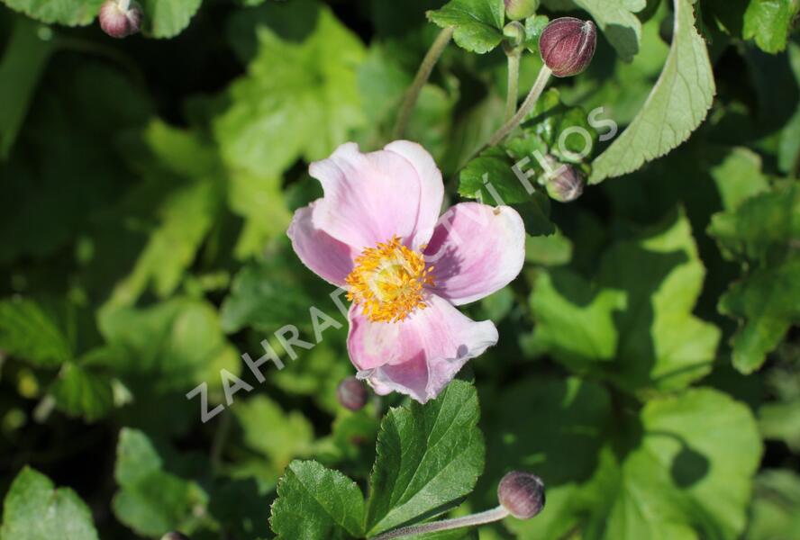 Sasanka hupejská 'Richard Ahrens' - Anemone hupehensis 'Richard Ahrens'