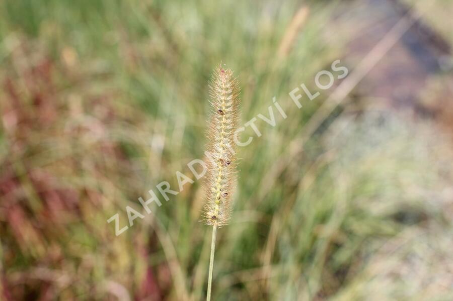 Dochan psárkovitý 'Foxtrot' - Pennisetum alopecuroides 'Foxtrot'