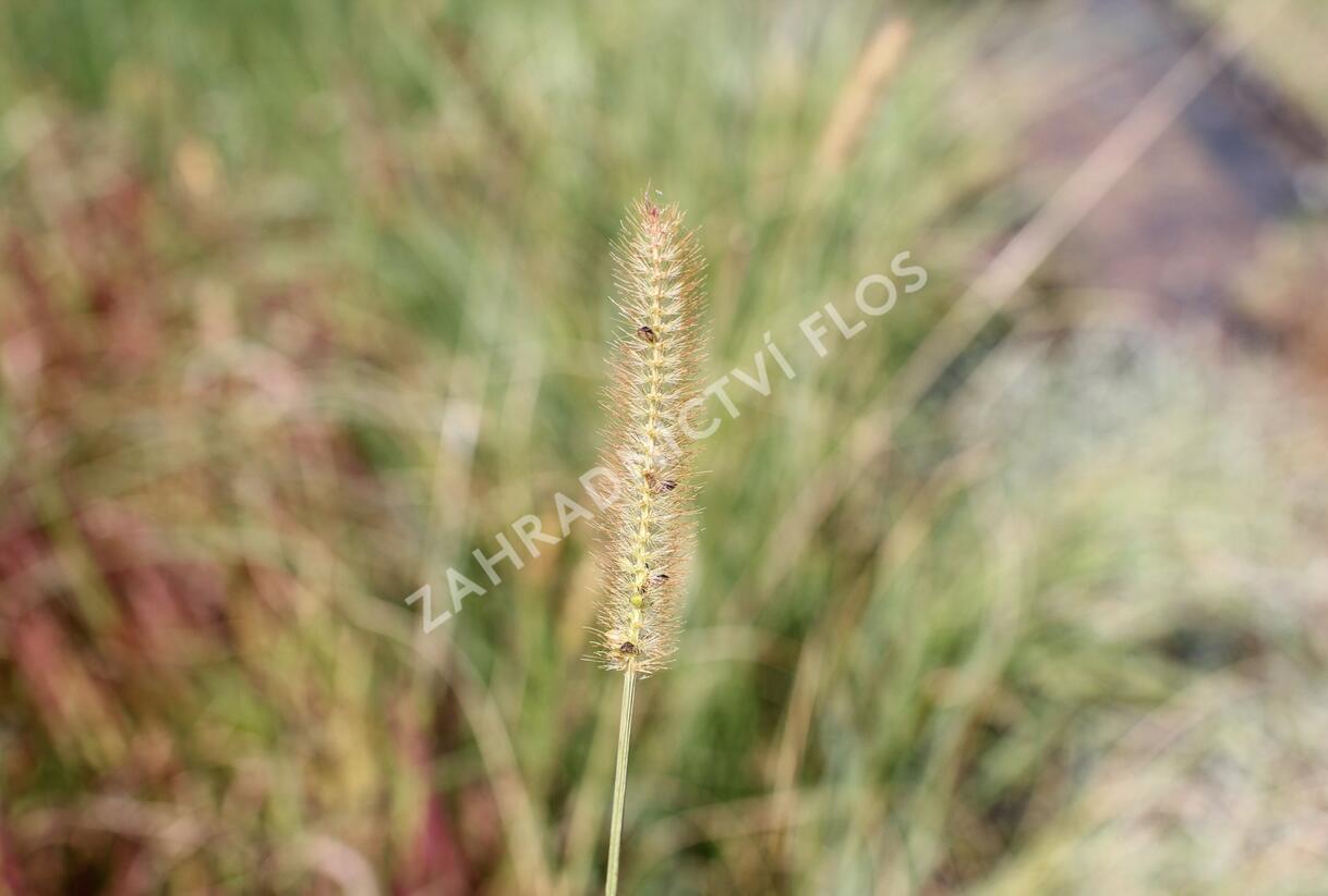 Dochan psárkovitý 'Foxtrot' - Pennisetum alopecuroides 'Foxtrot'