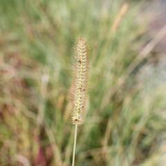 Dochan psárkovitý 'Foxtrot' - Pennisetum alopecuroides 'Foxtrot'