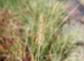 Dochan psárkovitý 'Foxtrot' - Pennisetum alopecuroides 'Foxtrot'
