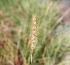 Dochan psárkovitý 'Foxtrot' - Pennisetum alopecuroides 'Foxtrot'