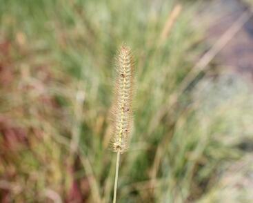 Dochan psárkovitý 'Foxtrot'
