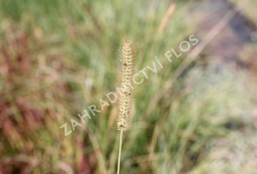 Dochan psárkovitý 'Foxtrot' - Pennisetum alopecuroides 'Foxtrot'