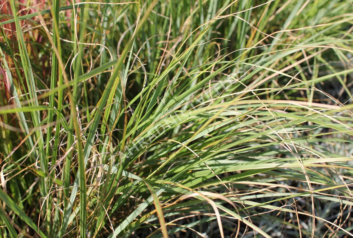 Dochan psárkovitý 'Foxtrot' - Pennisetum alopecuroides 'Foxtrot'