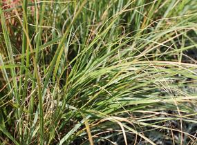 Dochan psárkovitý 'Foxtrot' - Pennisetum alopecuroides 'Foxtrot'