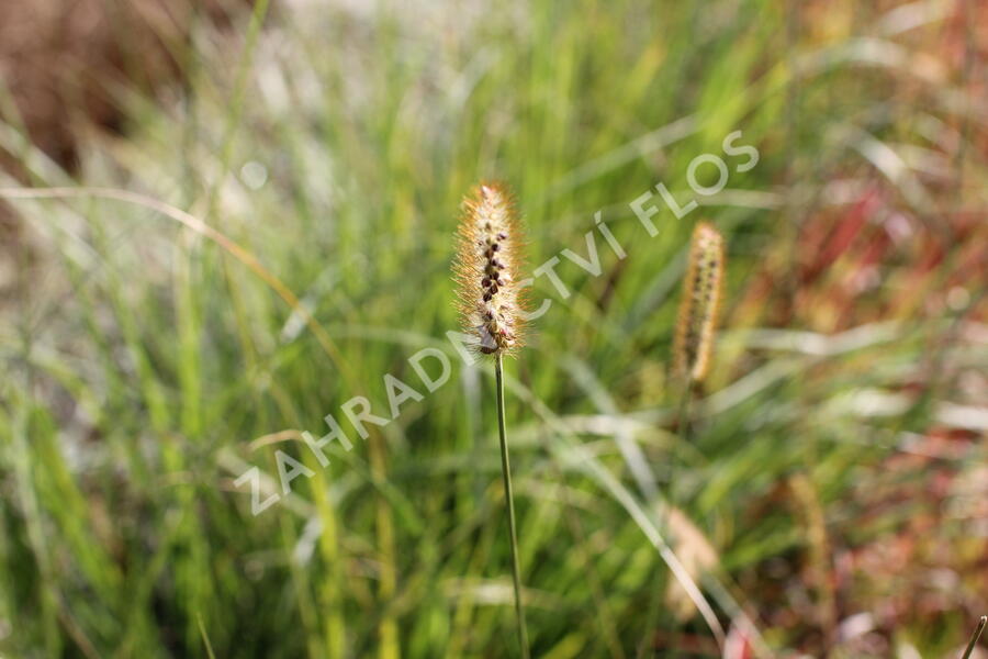 Dochan psárkovitý 'Foxtrot' - Pennisetum alopecuroides 'Foxtrot'