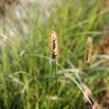 Dochan psárkovitý 'Foxtrot' - Pennisetum alopecuroides 'Foxtrot'