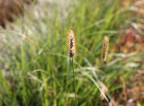Dochan psárkovitý 'Foxtrot' - Pennisetum alopecuroides 'Foxtrot'