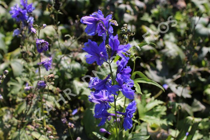 Ostrožka 'Blue Jay' - Delphinium Pacific 'Blue Jay'