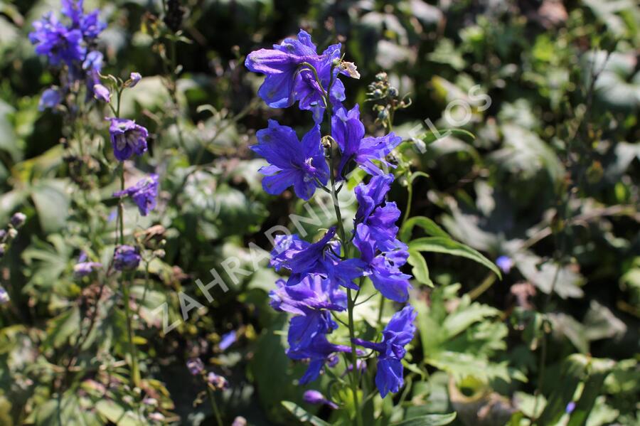 Ostrožka 'Blue Jay' - Delphinium Pacific 'Blue Jay'