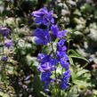 Ostrožka 'Blue Jay' - Delphinium Pacific 'Blue Jay'