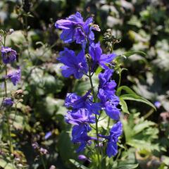 Ostrožka 'Blue Jay' - Delphinium Pacific 'Blue Jay'