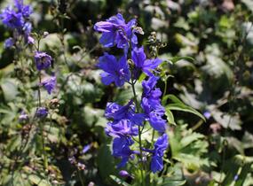 Ostrožka 'Blue Jay' - Delphinium Pacific 'Blue Jay'