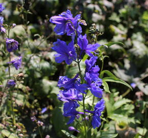 Ostrožka 'Blue Jay' - Delphinium Pacific 'Blue Jay'