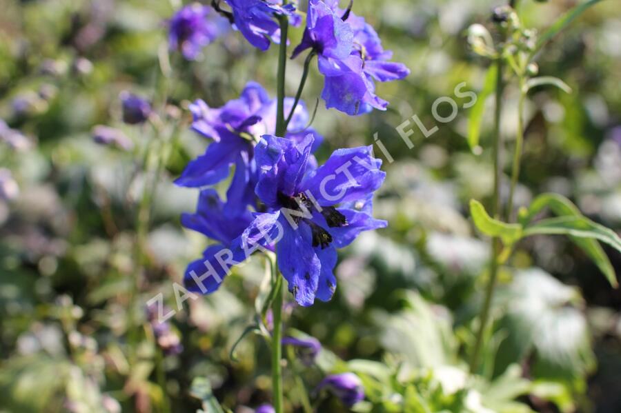 Ostrožka 'Blue Jay' - Delphinium Pacific 'Blue Jay'