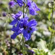 Ostrožka 'Blue Jay' - Delphinium Pacific 'Blue Jay'