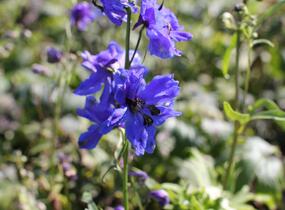 Ostrožka 'Blue Jay' - Delphinium Pacific 'Blue Jay'