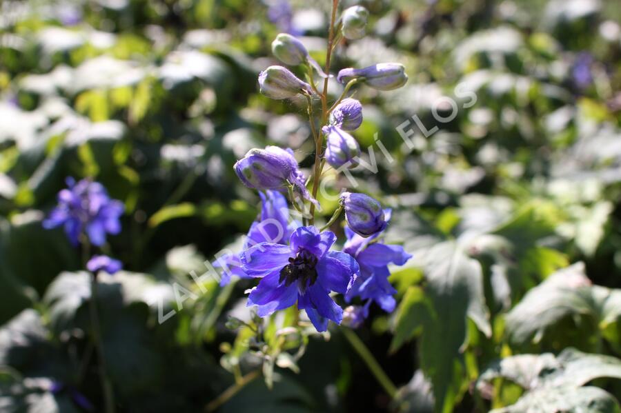 Ostrožka 'Blue Jay' - Delphinium Pacific 'Blue Jay'