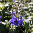 Ostrožka 'Blue Jay' - Delphinium Pacific 'Blue Jay'