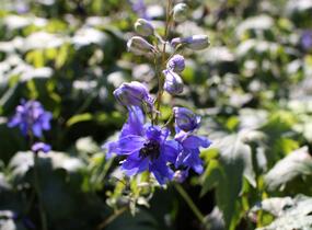 Ostrožka 'Blue Jay' - Delphinium Pacific 'Blue Jay'