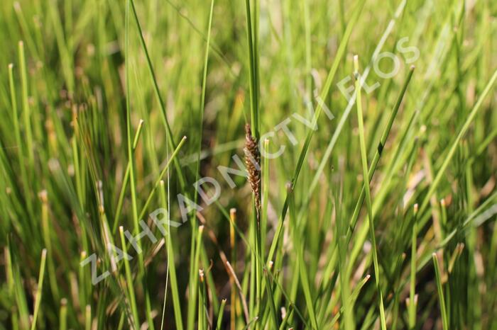 Ostřice bičíkovitá 'Kiwi' - Carex flagellifera 'Kiwi'