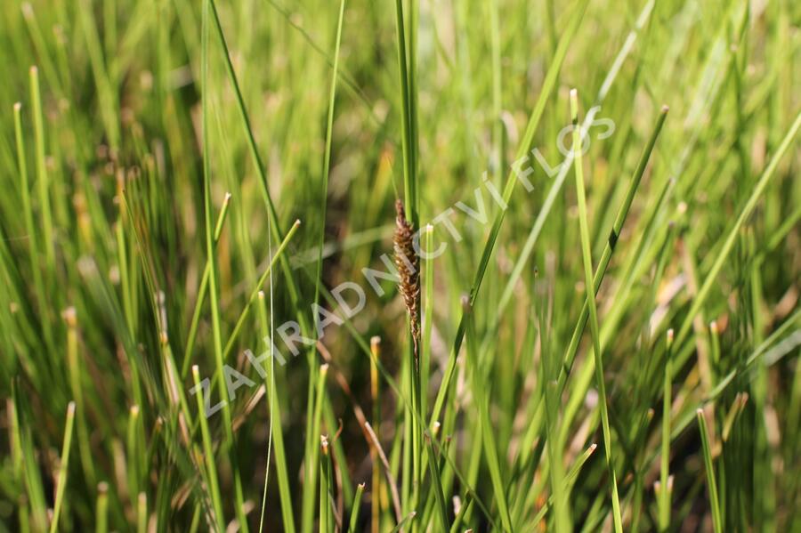 Ostřice bičíkovitá 'Kiwi' - Carex flagellifera 'Kiwi'