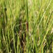 Ostřice bičíkovitá 'Kiwi' - Carex flagellifera 'Kiwi'