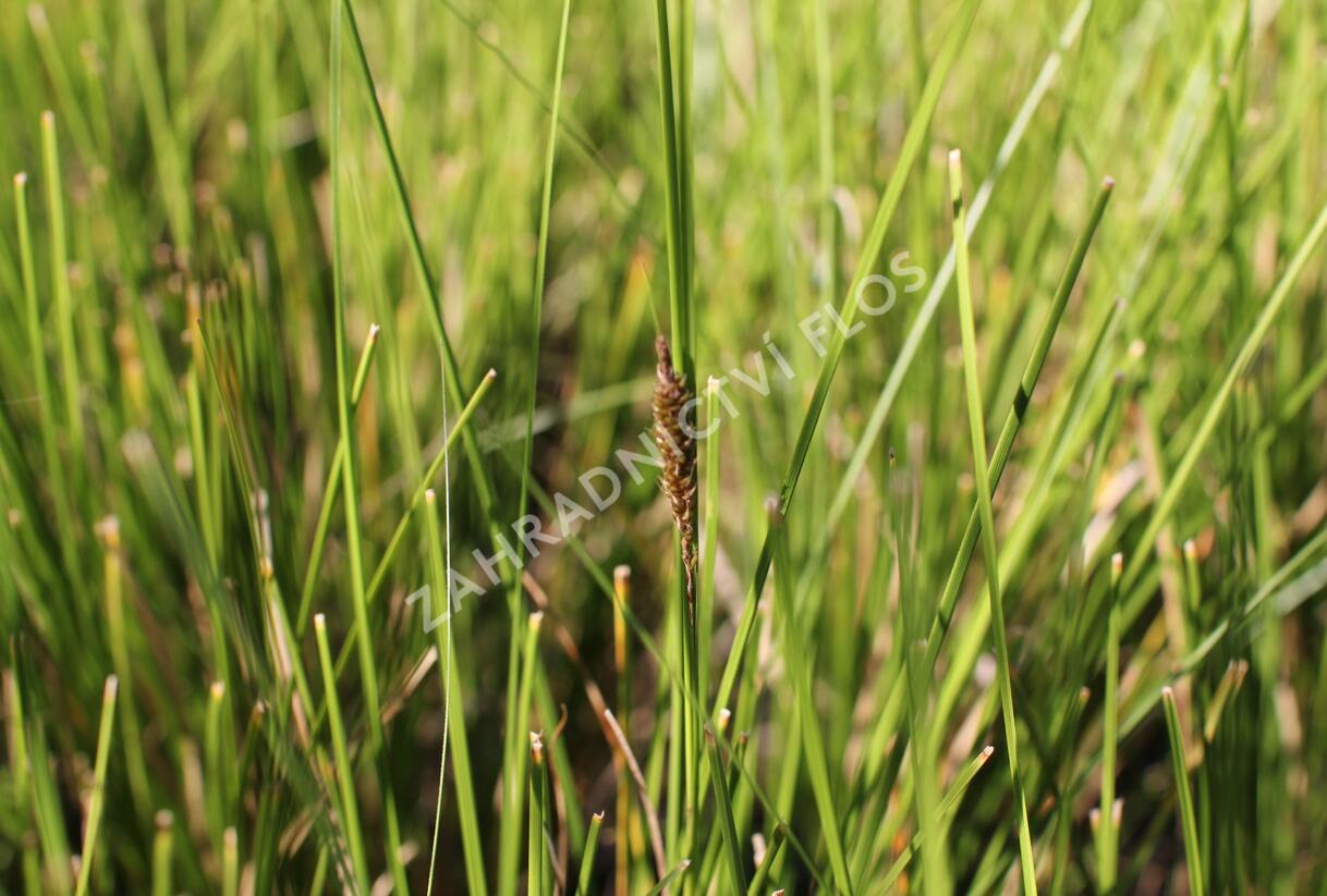 Ostřice bičíkovitá 'Kiwi' - Carex flagellifera 'Kiwi'