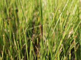 Ostřice bičíkovitá 'Kiwi' - Carex flagellifera 'Kiwi'