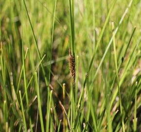 Ostřice bičíkovitá 'Kiwi' - Carex flagellifera 'Kiwi'