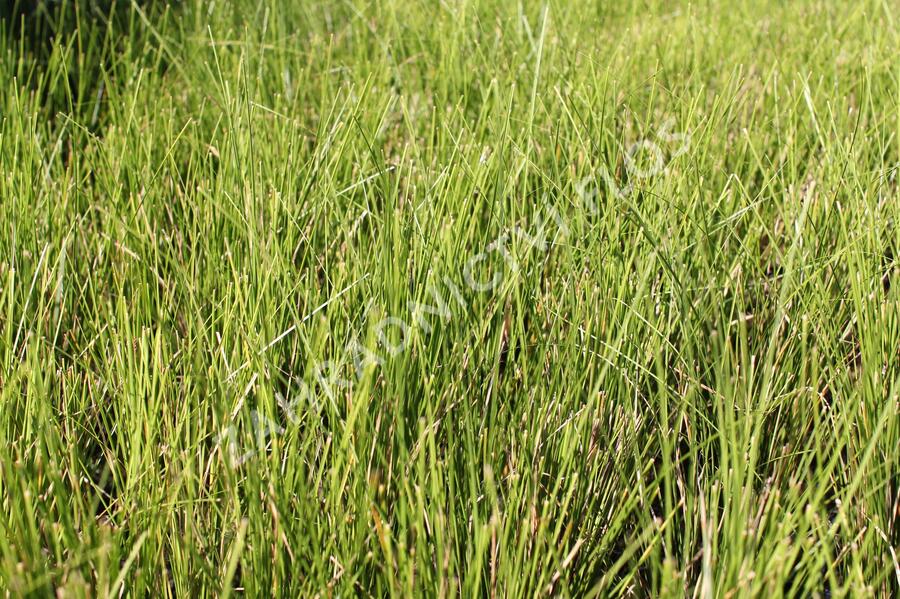 Ostřice bičíkovitá 'Kiwi' - Carex flagellifera 'Kiwi'