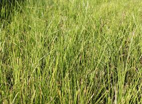 Ostřice bičíkovitá 'Kiwi' - Carex flagellifera 'Kiwi'