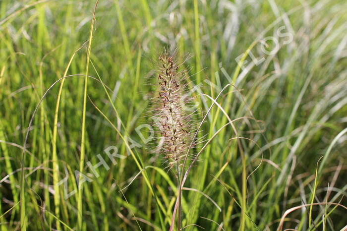 Dochan psárkovitý - Pennisetum alopecuroides