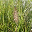 Dochan psárkovitý - Pennisetum alopecuroides