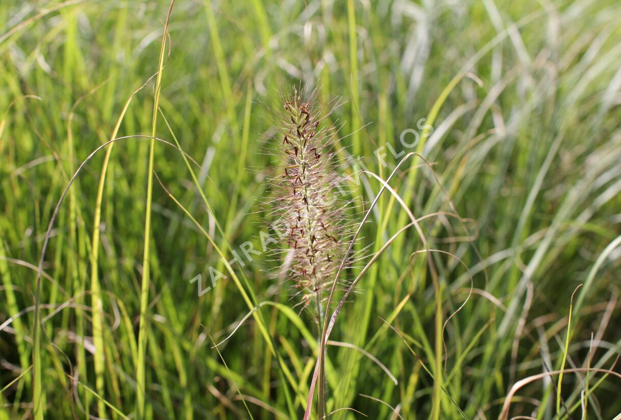 Dochan psárkovitý - Pennisetum alopecuroides