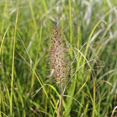 Dochan psárkovitý - Pennisetum alopecuroides