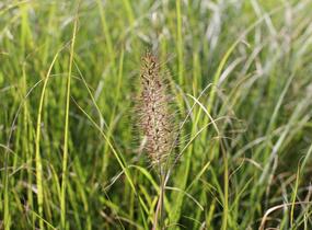 Dochan psárkovitý - Pennisetum alopecuroides