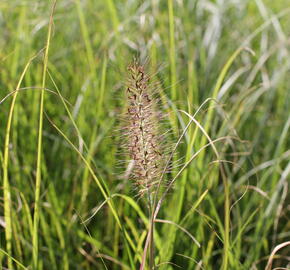 Dochan psárkovitý - Pennisetum alopecuroides