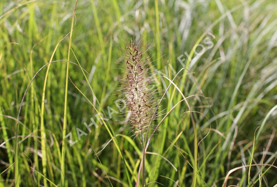 Dochan psárkovitý - Pennisetum alopecuroides