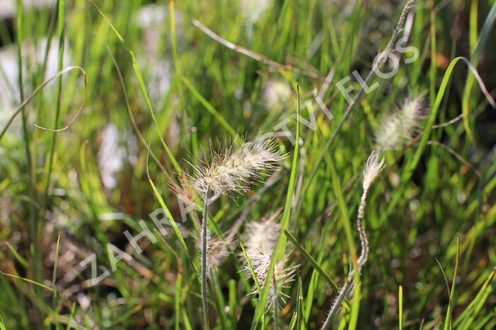 Dochan psárkovitý 'Little Bunny' - Pennisetum alopecuroides 'Little Bunny'