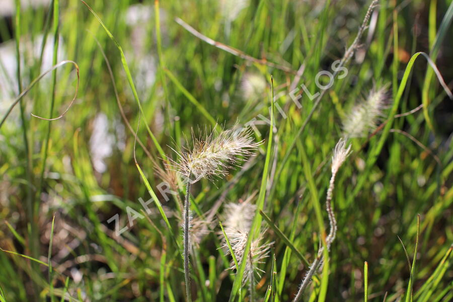 Dochan psárkovitý 'Little Bunny' - Pennisetum alopecuroides 'Little Bunny'