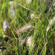 Dochan psárkovitý 'Little Bunny' - Pennisetum alopecuroides 'Little Bunny'