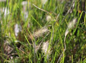 Dochan psárkovitý 'Little Bunny' - Pennisetum alopecuroides 'Little Bunny'