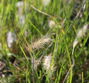 Dochan psárkovitý 'Little Bunny' - Pennisetum alopecuroides 'Little Bunny'