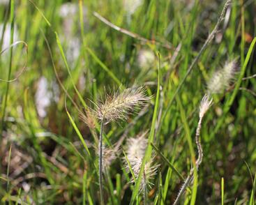 Dochan psárkovitý 'Little Bunny'