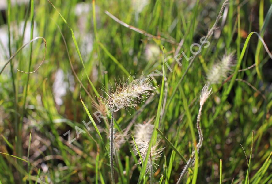 Dochan psárkovitý 'Little Bunny' - Pennisetum alopecuroides 'Little Bunny'