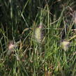 Dochan psárkovitý 'Little Bunny' - Pennisetum alopecuroides 'Little Bunny'